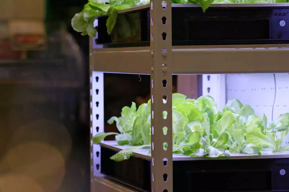 Hydroponic Indoor Garden Cooled by a Water Chiller